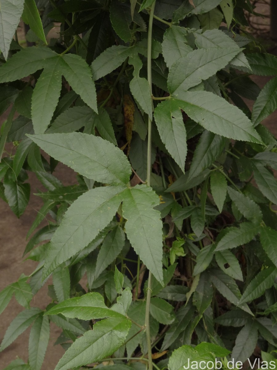 Passiflora maliformis L.